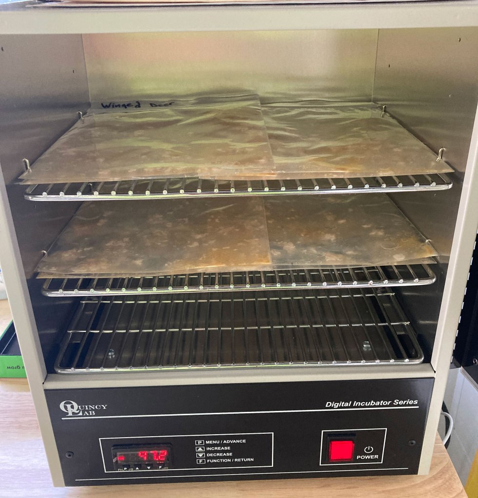 E-Coli Testing...ready to cook for 24 hours!